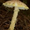 Lepiota ventriosospora, Gelbwolliger Schirmling